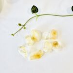 Citrine Baby Shell